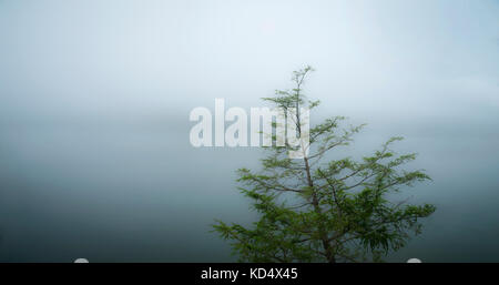 Einsamer Baum auf nebligen See in der Morgendämmerung Stockfoto