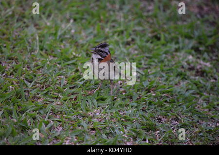 Rufous collared Sparrow, zonotrichia Capensis, Arenal, Costa rica, Mittelamerika Stockfoto