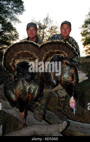 Feder der Türkei Jäger mit ihren Rio Grande gobblers während der Jagd in der Nähe von Coleman Texas Stockfoto