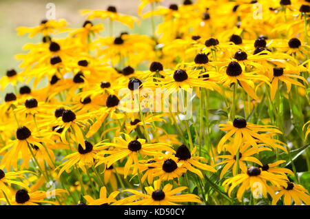 Blühende Strauß leuchtend gelber Schwarzäugiger Susans schließen oben in einem Gemeinschaftsgarten, Yarmouth Maine, USA Stockfoto
