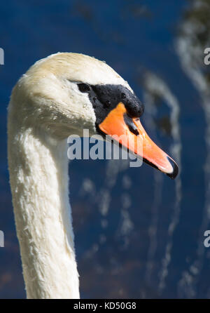 Porträt einer Mute swan in einem Teich in Sandwich, Massachusetts Auf Cape Cod, USA Stockfoto