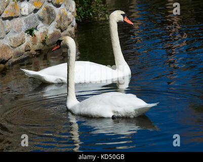 Höckerschwäne in einem Teich in Sandwich, Massachusetts Auf Cape Cod, USA Stockfoto