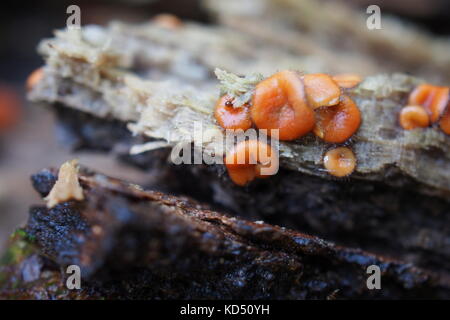 Orange Schale Pilz (Scutellinia) auf einem Baumstamm im Gatineau Park, Quebec, Kanada. Stockfoto