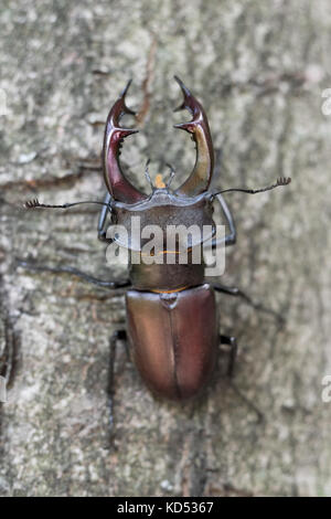 Hirschkäfer ruht auf Zweig Stockfoto