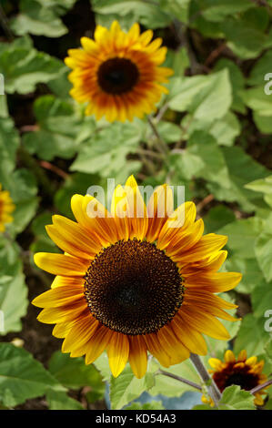 Helianthus oder Sonnenblume ist eine Gattung von Pflanzen in der Familie der Asteraceae. Die Gattung ist eine von vielen in der asteraceae, die als Sonnenblumen bekannt sind. Stockfoto