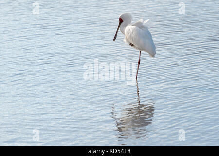 Afrikanische Löffler (Platalea alba) in Wasser mit Reflexion, Krüger Nationalpark, Südafrika. Stockfoto