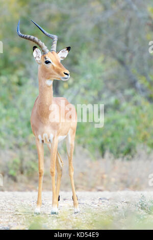 Impala (Aepyceros melampus) männlich stehend in der Savanne, Krüger Nationalpark, Südafrika Stockfoto