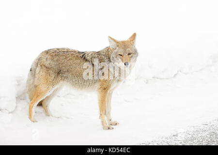 Kojote (canis Yogiebeer) im Schnee, Yellowstone National Park, Montana, Wyoming, USA. Stockfoto