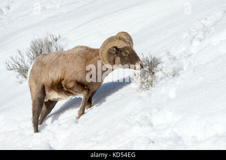 Bighorn Schafe (Ovis canadensis) männlich, Ram, Nahrungssuche im Schnee, Yellowstone National Park, Wyoming, Montana, Usa Stockfoto