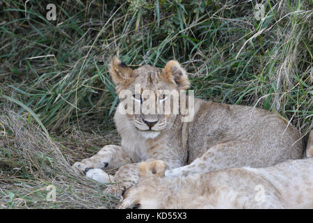 Cute Cub Stalking Stockfoto