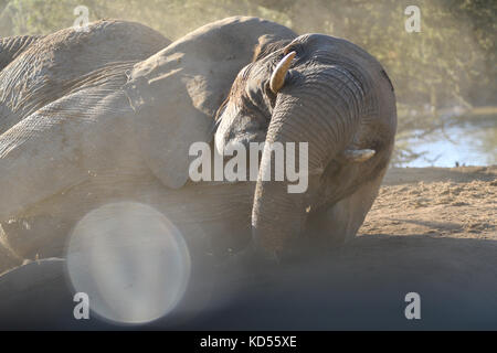 Elephant in ein Schlammbad am Wasserloch Stockfoto