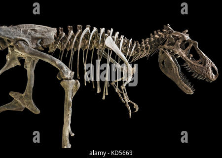 Tyrannosaurus-Rex-Skelett auf isoliertem Hintergrund. Stockfoto