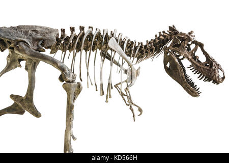 Tyrannosaurus-Rex-Skelett auf isoliertem Hintergrund. Stockfoto