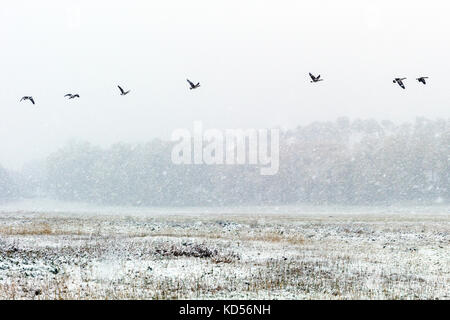 Kanada Gänse aus Ranch Weide im Herbst Schnee Sturm zu nehmen; Vandaveer Ranch; Salida, Colorado, USA Stockfoto