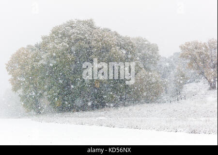 Cottonwood Bäumen w Blätter im Herbst Schnee Sturm; Vandaveer Ranch; Salida, Colorado, USA Stockfoto