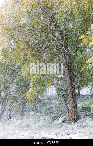 Cottonwood Bäumen w Blätter im Herbst Schnee Sturm; Vandaveer Ranch; Salida, Colorado, USA Stockfoto