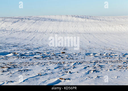 Schnee im Winter Stockfoto