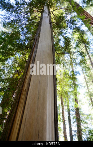 Der Stamm einer westlichen roten Zeder mit abgeschälter Rinde, auch bekannt als kulturell modifizierter Baum (CMT), Vancouver Island, British Columbia, Kanada. Stockfoto