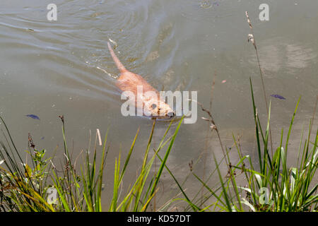 Wasser im See Stockfoto