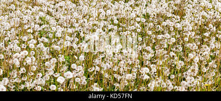 Bereich der Löwenzahn Blumen Stockfoto