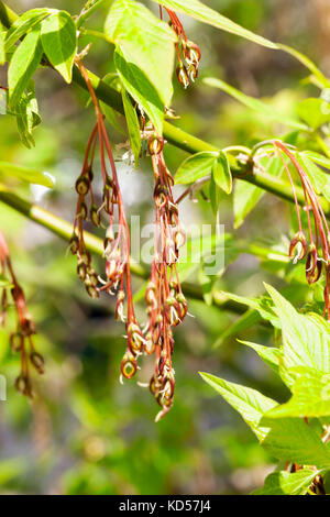 Ahorn Blüte Stockfoto