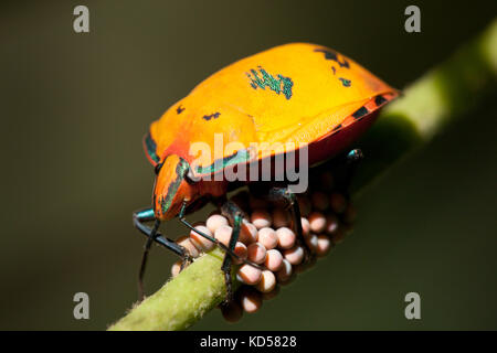 Weibliche Baumwolle harlequin Wanze (tectocoris diophthalmus) schützen Sie ihre Eier auf Küsten Hibiscus. fingal Köpfe. New South Wales in Australien. Stockfoto