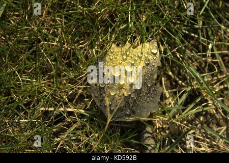 Ein Tau Pappel Blatt im Gras Stockfoto