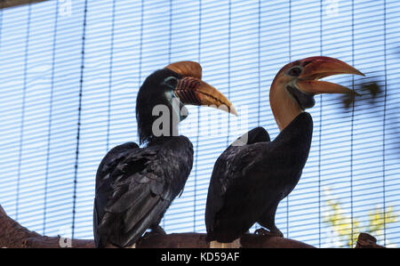 Helmhornvogel Vogel rhyticeros Cassidix ist in Indonesien gefunden Stockfoto