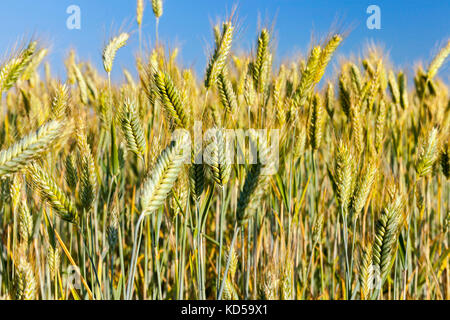 Unreife Vergilbung Weizen Stockfoto