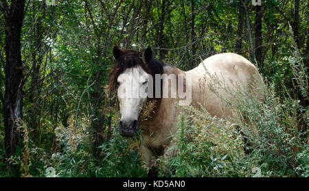 White Horse. Weißes Pferd im Wald. Weißes Pferd auf einem grünen Hintergrund. Schönes Pferd. Pferd. Stockfoto