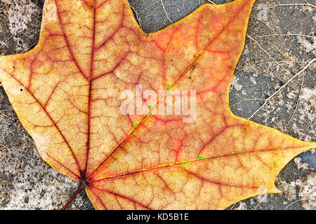 Gefallen helle orange maple leaf auf getrocknete Skelett Blätter Hintergrund closeup Stockfoto