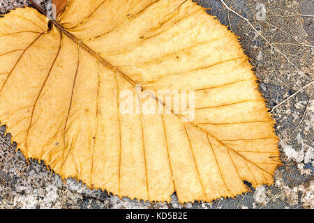 Skelette von verwelkte Blätter und gefallenen trocken Gelb verlassen mit äderung closeup Stockfoto