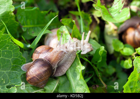 Schnecke, in der Nähe Stockfoto