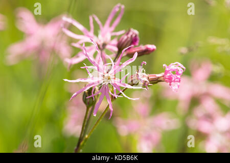 Ragged Robin, Lupinus flos-cuculi Stockfoto