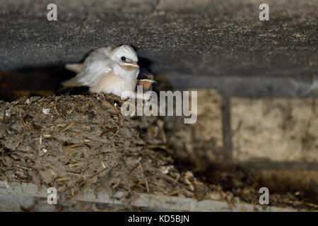 Rauchschwalbe ( Hirundo rustica ), Küken im Nest, fast flügge, eines mit weißem Gefieder, seltener Gendefekt, leukisch, Leucismus, Europa Stockfoto