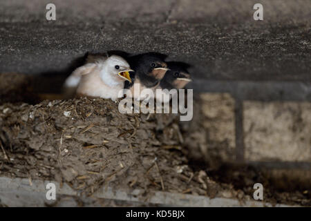 Rauchschwalbe ( Hirundo rustica ), bettelnde Küken im Nest, fast flügge, eines mit weißem Gefieder (Gendefekt), leukistisch, Leucismus, EU Stockfoto