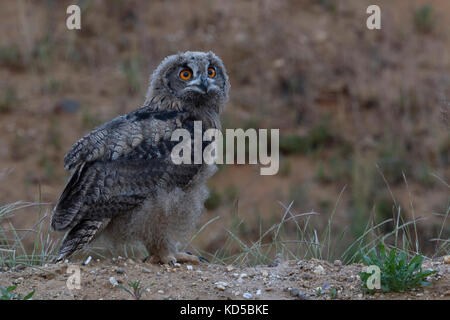 Uhu/europäischer Uhu (Bubo bubo), Jung, thront auf einem kleinen Hügel in einer Sandkuhle, das Erforschen ihrer Umgebung, schaut ängstlich, wildlif Stockfoto