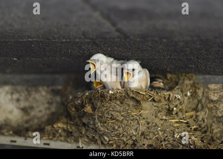 Rauchschwalben, lückende Küken im Nest, weißes Gefieder, seltener Pigmentdefekt, Leucismus, Betteln um Nahrung, Wildschweine, Stockfoto