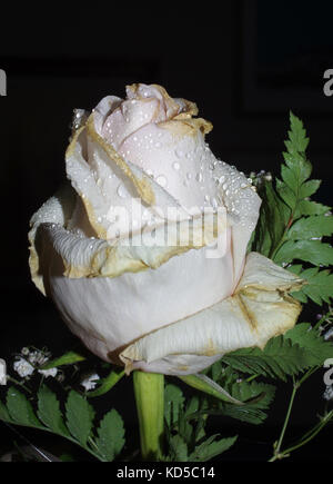 Whitered Rose auf schwarzem Hintergrund. Stockfoto