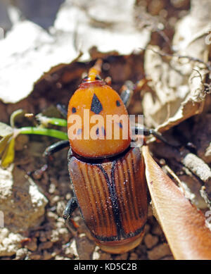 Red Palm Rüsselkäfer (rhynchophorus Art) in Sardinien Landschaft Stockfoto