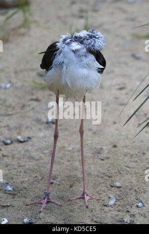 Stelzenläufer (Himantopus himantopus) im Zoo Stockfoto