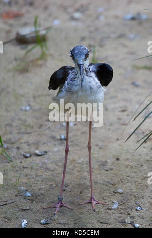 Stelzenläufer (Himantopus himantopus) im Zoo Stockfoto