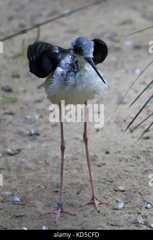 Stelzenläufer (Himantopus himantopus) im Zoo Stockfoto