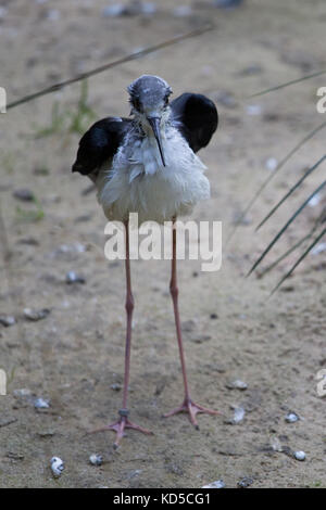 Stelzenläufer (Himantopus himantopus) im Zoo Stockfoto