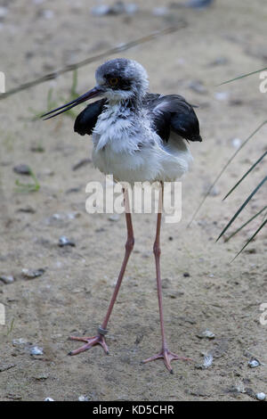 Stelzenläufer (Himantopus himantopus) im Zoo Stockfoto