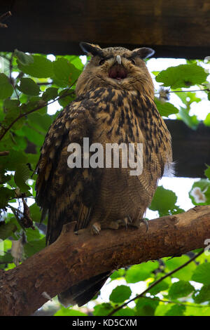 Uhu im Wald Stockfoto