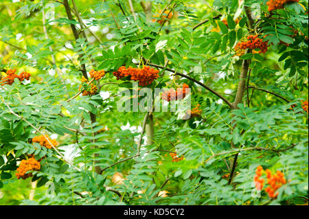 Reif rowan Früchte am Baum Stockfoto