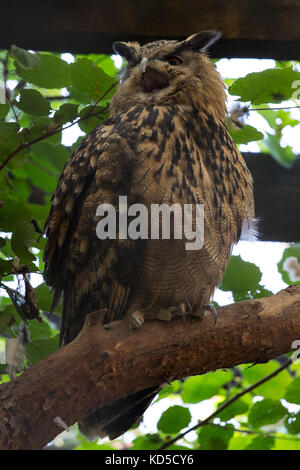 Uhu im Wald Stockfoto