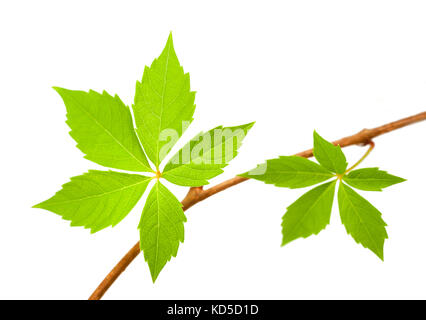 Virginia Kriechgang mit Blättern isoliert auf weiß Stockfoto