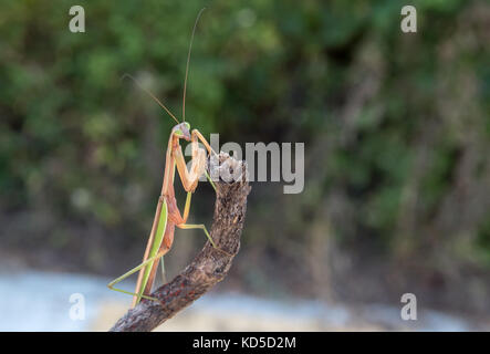 Mantis auf einem Zweig. Stockfoto